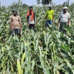 केला के बाद आंधी बारिश ने बिहपुर प्रखंड में मक्के एवं सब्जी के फसल को किया बर्बाद InquilabIndia