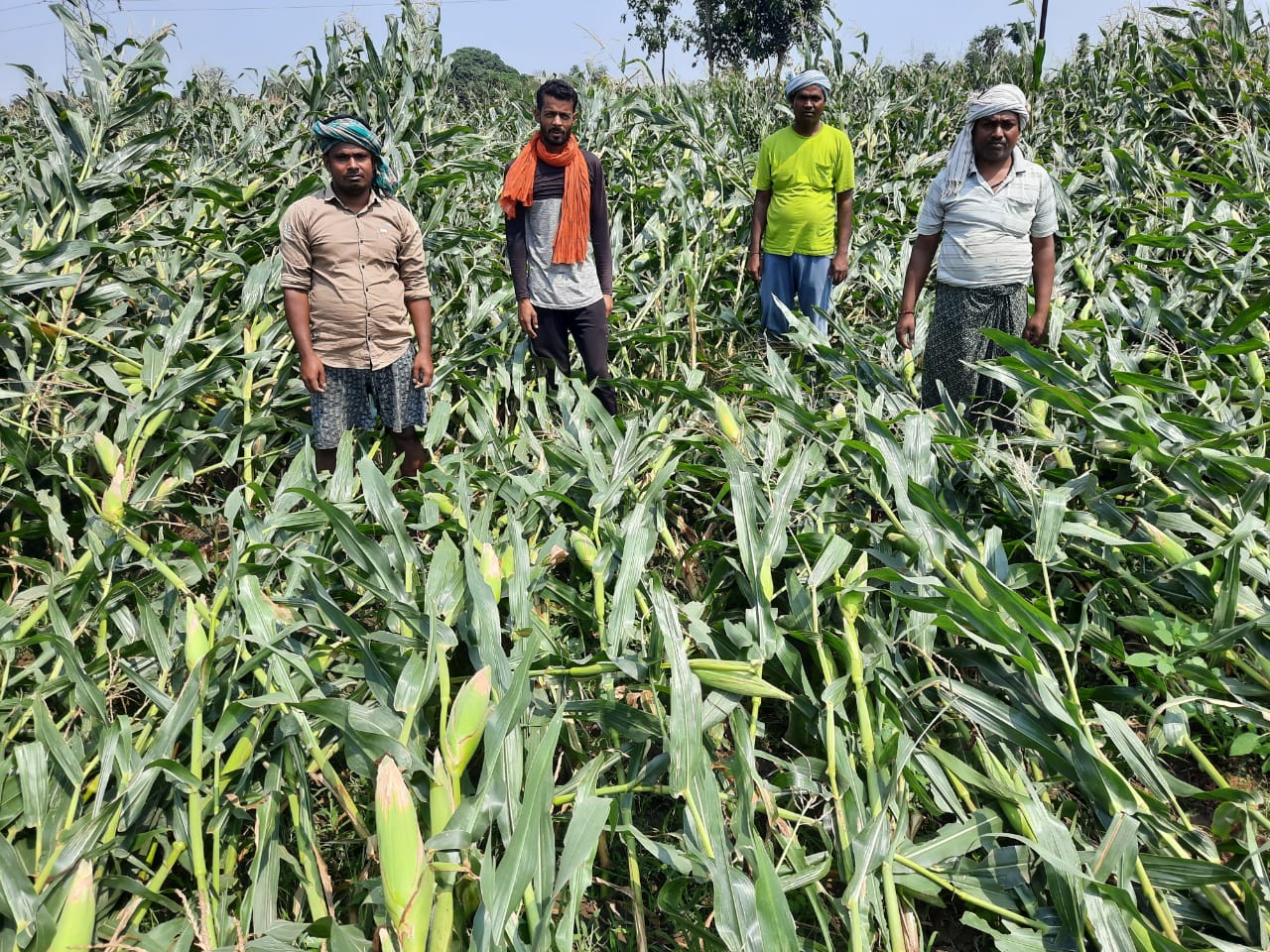 केला के बाद आंधी बारिश ने बिहपुर प्रखंड में मक्के एवं सब्जी के फसल को किया बर्बाद InquilabIndia 1 IMG 20210508 WA0041