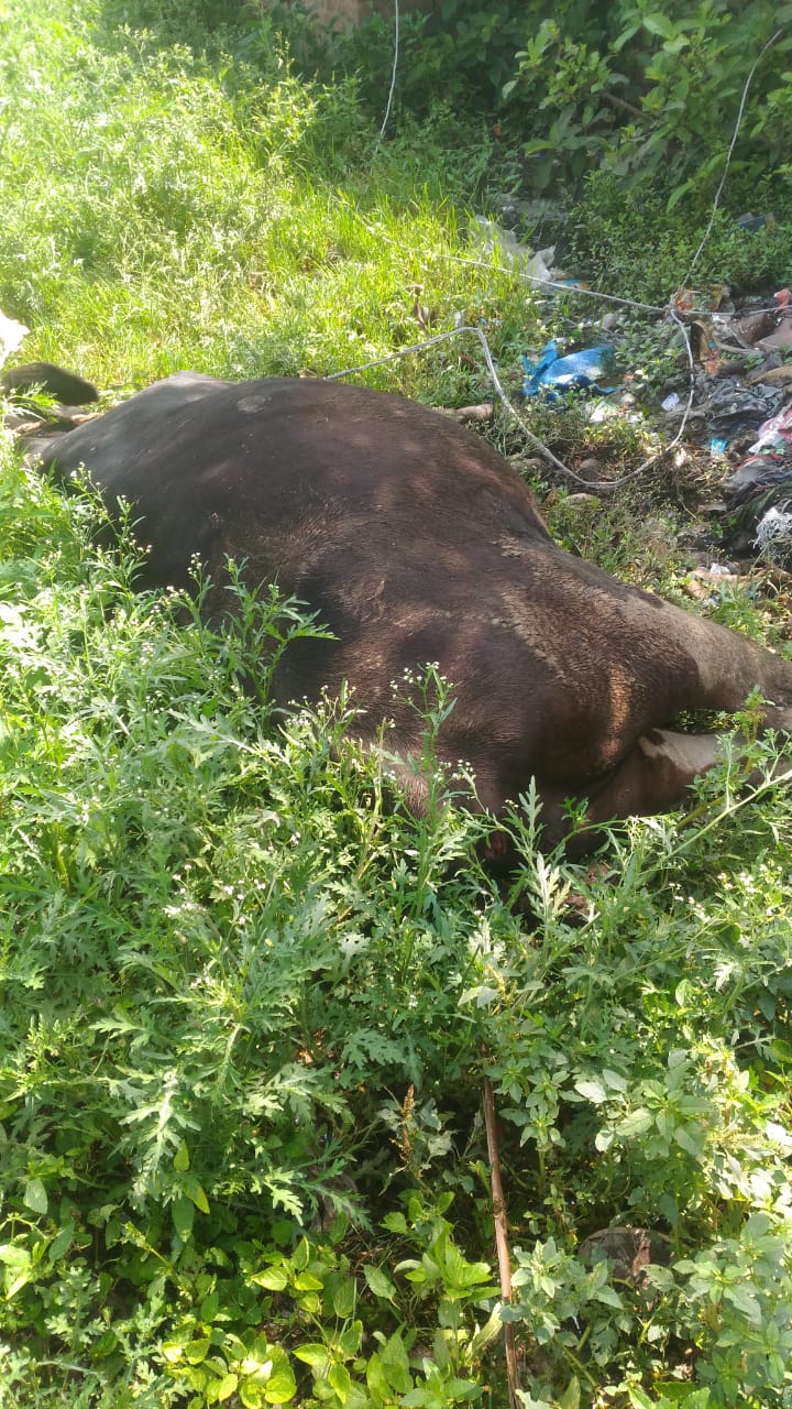 बिहपुर मे बिजली के तार के चपेट आने पर एक व्यक्ति का मौत।।। 2 IMG 20210602 WA0057