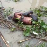 कुसाहा गॉव के सामने कोसी नदी में अपहृत युवक का मिला शव ।। InquilabIndia