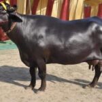 Inq Tmp 33 भैंस ने महिला की इज्जत लुटने से बचाई, पढ़े कैसे बचाई।। InquilabIndia