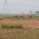 सुलतानगंज के श्रीरामपुर गांव के बहियार मे निल गाय का झुंड पहुचे ,सैकड़ों किसानों का फसल बर्बाद।। Inquilabindia