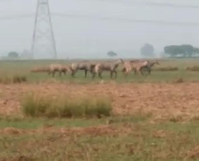 सुलतानगंज के श्रीरामपुर गांव के बहियार मे निल गाय का झुंड पहुचे ,सैकड़ों किसानों का फसल बर्बाद।। Inquilabindia 1 IMG 20211218 WA0007