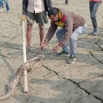 अजगर के रेस्क्यू होने पर स्थानीय लोगों ने किया प्रशन्नता जाहिर, खबर की असर