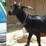 चोरी का नया तरकीब: स्कॉर्पियो सवार आधा दर्जन अपराधकर्मियों ने मारपीट कर चार बकरे का किया चोरी।।