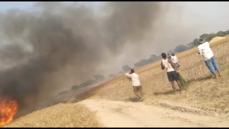 खेत में लगी भीषण आग लाखों की अनाज जलकर स्वाहा 6 IMG 20220404 WA0008