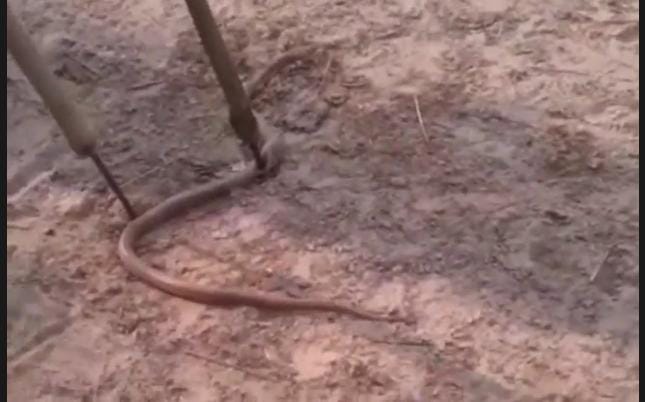 सर्पदंश से हुई एक युवक की मौत, गांव घरों में पसरी मातम 8 IMG 20220421 WA0003