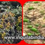 Inq Tmp 31 आम और लीची की मिठास पड़ेगी महंगी, आंधी से 20 फीसदी फसल बर्बाद ।। Inquilabindia