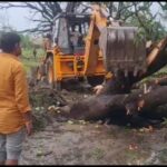 Inq Tmp 33 तेज आंधी से बगीचे में लगी आम के पेड़ गिरने से एक बच्ची की मौत