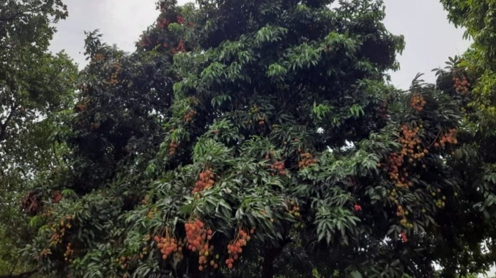 आम और लीची की मिठास पड़ेगी महंगी, आंधी से 20 फीसदी फसल बर्बाद ।। Inquilabindia 2 img 20220520 0551254981754972594533726