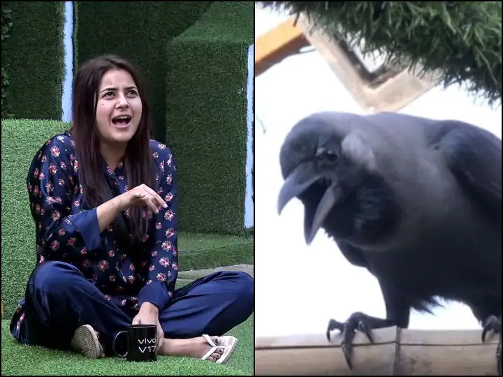 बिग बॉस हाउस में जब कौवे से बातें करने लगीं थीं शहनाज गिल, खूब वायरल हुआ था ये वीडियो 1 672f7fbba4efcd7a0b04324e26a68dac1664530517942505 original