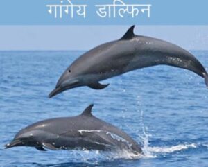 डॉल्फिन की मौत पर अज्ञात के विरुद्ध वन्य प्राणी संरक्षण अधिनियम के तहत मामला दर्ज ।। Inquilabindia 2 screenshot 20220915 0646518896604148199031399