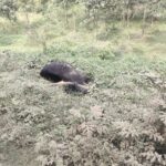 लापरवाही: मरे हुए पशुओं काे एनएच- 31बिहपुर के नन्हकार झंडापुर मरवा और बिजली ग्रिड बिहपुर रोड के किनारे फेंक देते पशु तस्कर ।।