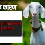 बकरी बांधने को लेकर हुए आपसी विवाद में लाठी मारने से अधेड़ की मौत।।