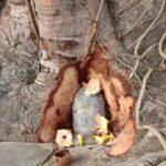 Shivling under Peepal tree