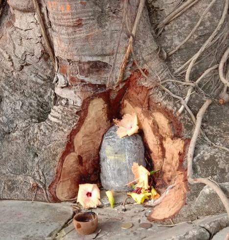 Shivling under Peepal tree मड़ैया ओपी थाना में लगे पीपल पेड़ के नीचे शिवलिंग उत्पन्न होने पर आस्था का बना केंद्र .. 2 Shivling under Peepal tree