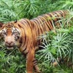 TIGER – पर्यटन को बढ़ावा देने का सरकार ने लिया बड़ा फैसला, वाल्मीकि टाइगर रिजर्व में बनाया जाएगा टूरिस्ट कॉम्प्लेक्स