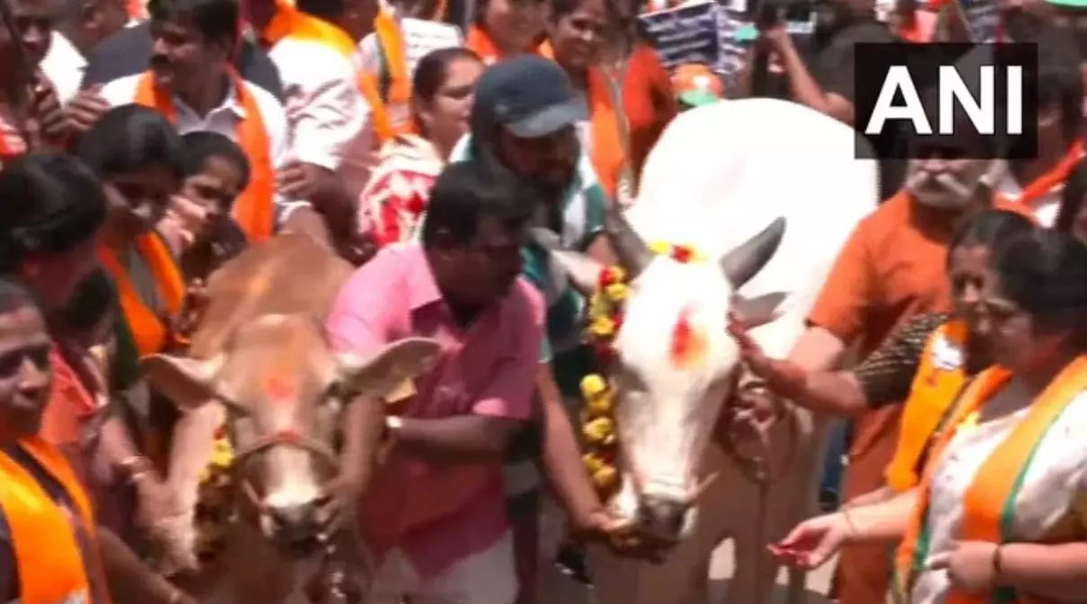 cow