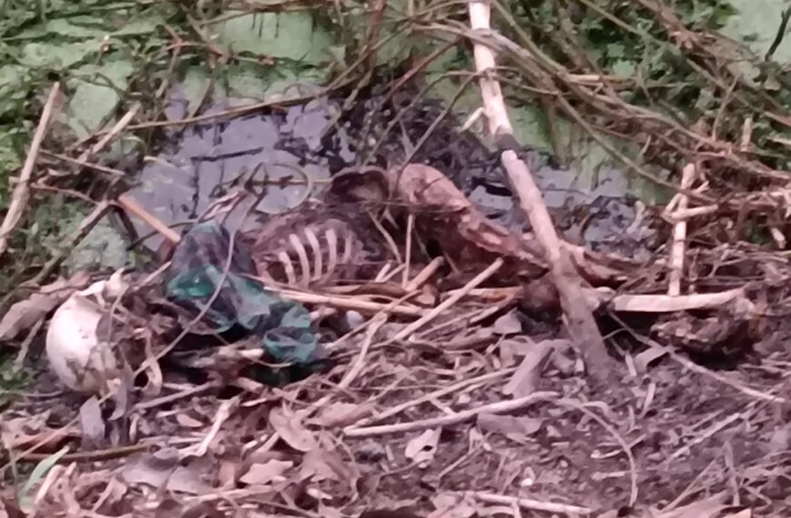 मानव कंकाल