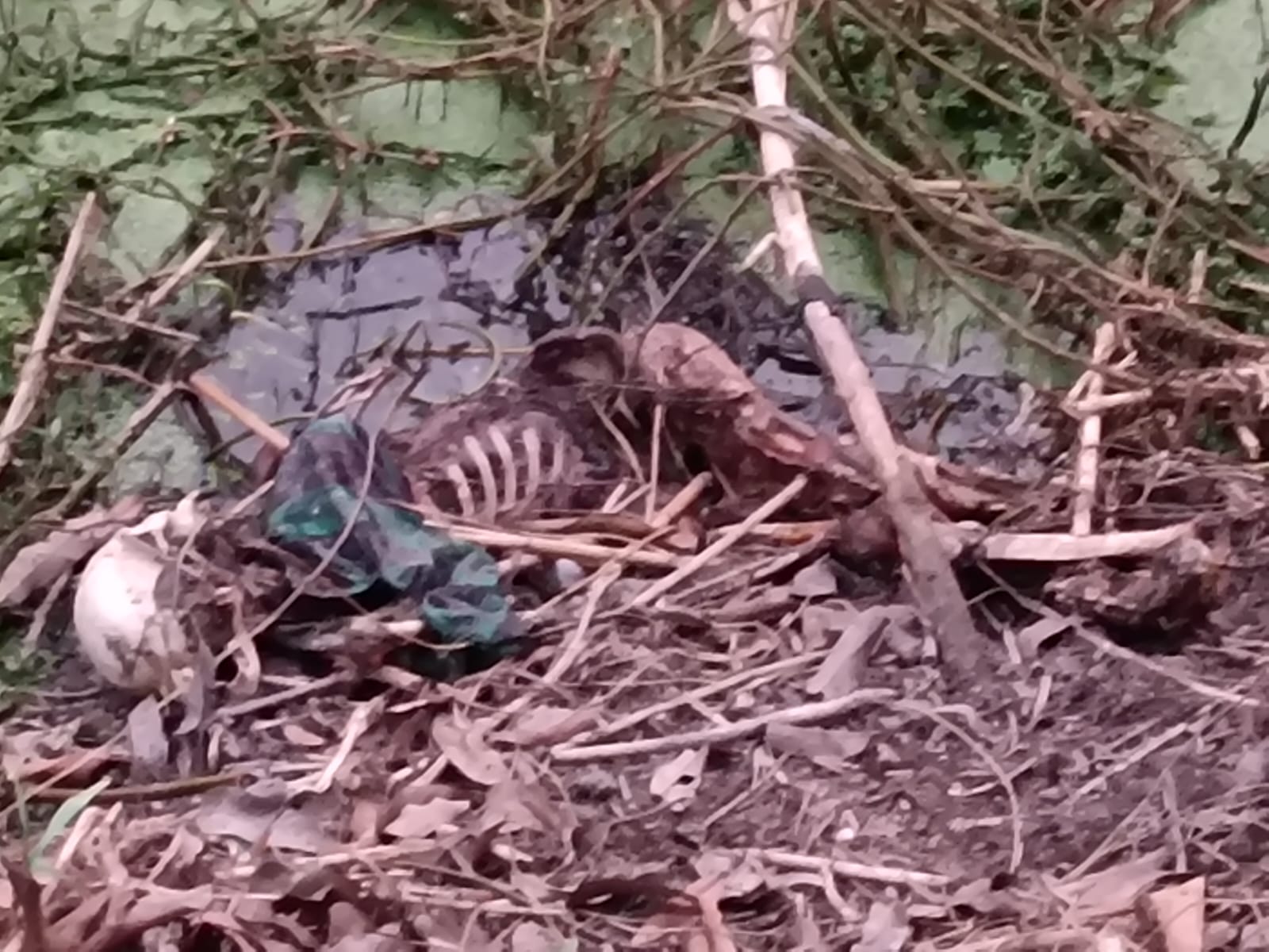 मानव कंकाल