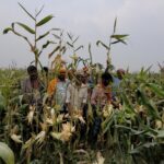 मक्का में दाना नहीं, किसान हक्का-बक्का