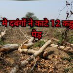 बिहपुर मे दबंगों ने काटे 12 कहुआ का हरे पेड़