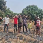 कई बीघा मकई फसल समेत सैकड़ो लीची के पेड़ जलकर बर्बाद