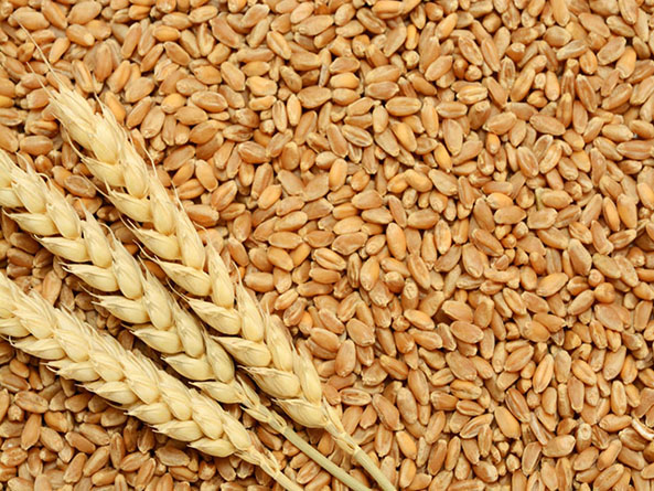 wheat seeds