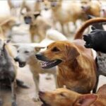 आवारा कुत्ता का आतंक आधा दर्जन जख्मी