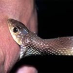 Inq Tmp 33 सोए व्यक्ति को सांप ने काटा, मौत