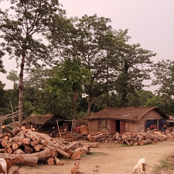 Inq Tmp 4 लापरवाही : वन विभाग को पता है बिहपुर…