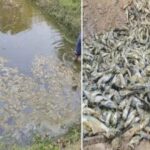 Inq Tmp 35 तालाब में डाला जहर, मछलियां मरीं