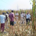 Inq Tmp 49 🔴 नवगछिया में सनसनी: कॉलेज जा रही युवती का शव मकई के खेत में मिला