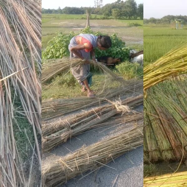 कोशी-सिमांचल में ‘पटशन-पटुवा’ की खेती बनी संकट, मेहनत&hellip;