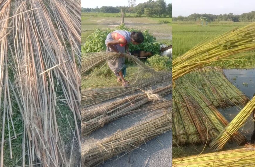 Inq Tmp 35 рдХреЛрд╢реА-рд╕рд┐рдорд╛рдВрдЪрд▓ рдореЗрдВ тАШрдкрдЯрд╢рди-рдкрдЯреБрд╡рд╛тАЩ рдХреА рдЦреЗрддреА рдмрдиреА…