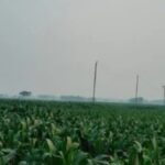 खेत में बिछाए गए करंट ने छीनी मासूम की जान, आरोपी गिरफ्तार