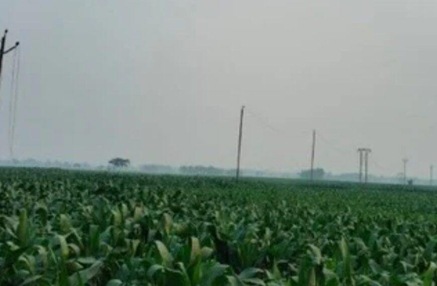 खेत में बिछाए गए करंट ने छीनी मासूम&hellip;