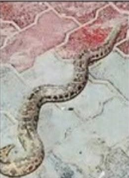 fb img 17733260103256950634356133702339