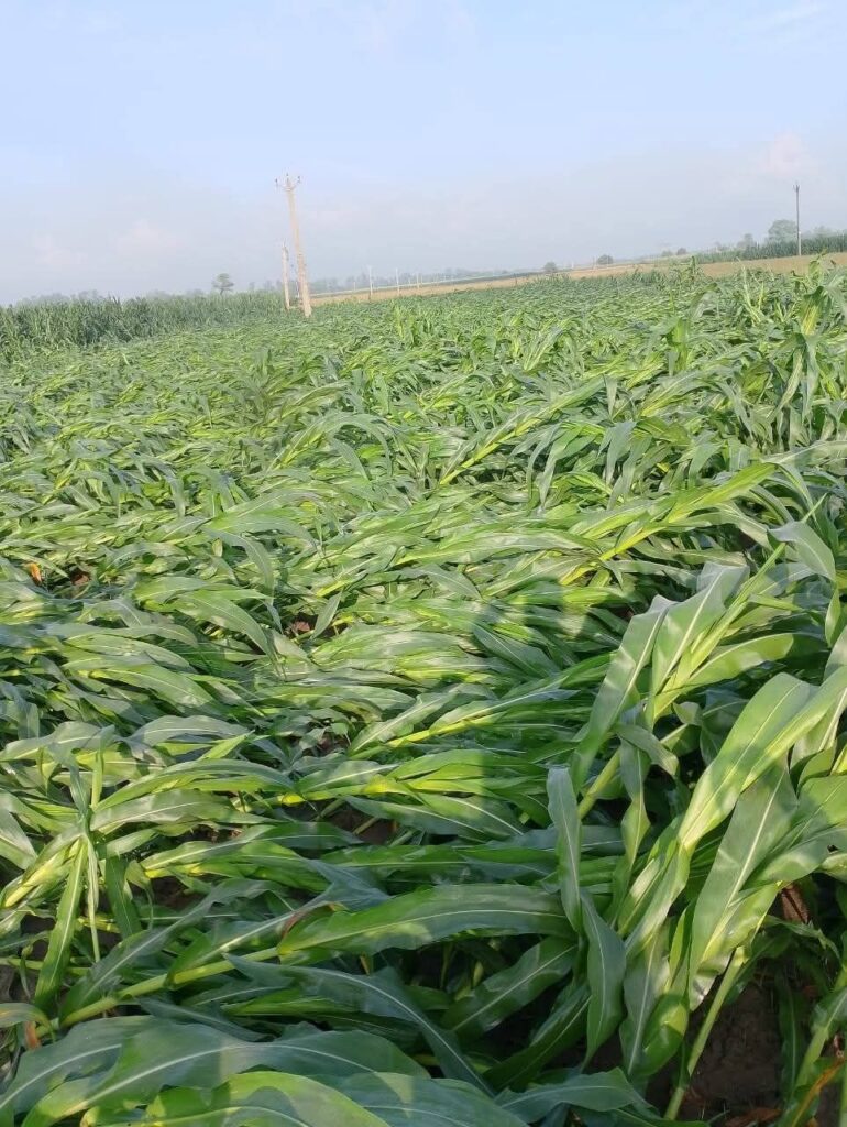 fb img 17741911185713655197386543365392